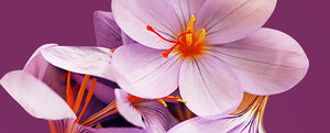 Blühende Krokusse im März