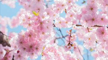 Kirschblüten im Mai